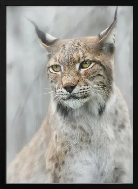 Lynx Portrait in Fog - Framed Art by Santiago Pascual Buye 24x36 Home or Office Decor - 24x36 \\/ Black Frame Buy Direct