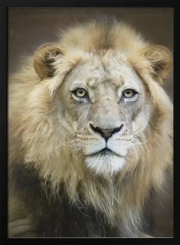 Framed Portrait of a Young Male Lion by Linda D Lester 24x36 Art for Home or Office Décor - 24x36 \\/ Black Frame Best Choice