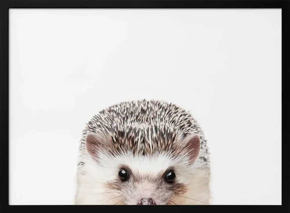 Framed Peeking Hedgehog Art by Kathrin Pienaar - 24x36 Wall Decor for Home or Office - 36x24 \\/ Black Frame Instant Buy