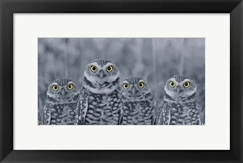 Weekend Sale Pop of Color Burrowing Owl Family by Color Me Happy - 18x34 \\/ Framed Art