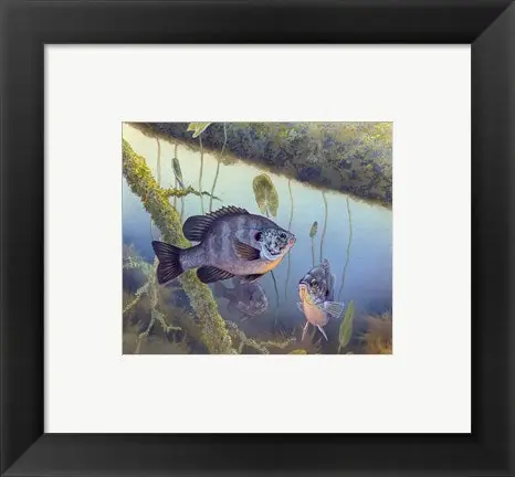 Weekend Sale Redear Sunfish - 4x5 \\/ Framed Art
